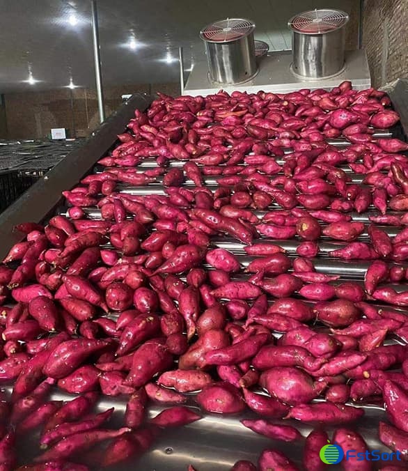 images/1663140965045Clasificadoras de camote en Colombia.jpg